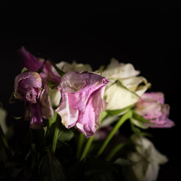 Roses
 Hero